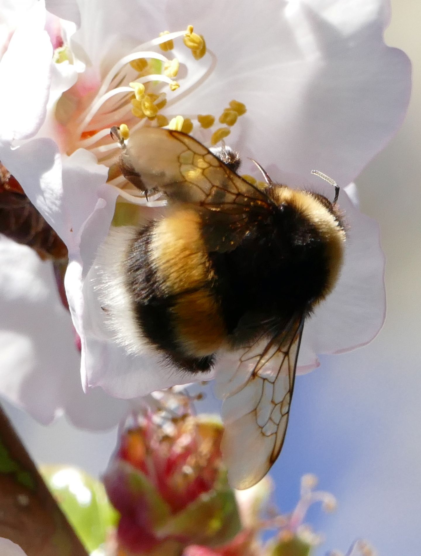 Apidae: Bombus (Bombus) sp.